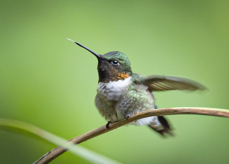 Give Hummingbirds Small Perches Near Feeding Areas