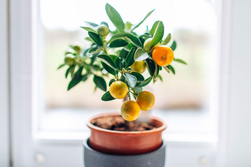 Give Indoor Citrus The Right Winter Conditions