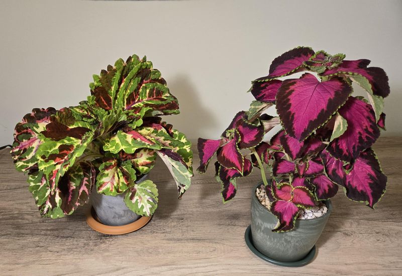 Give Indoor Coleus Bright Filtered Light Give Indoor Coleus Bright Filtered Light