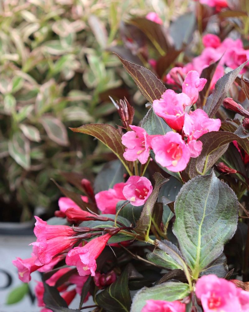 Give It A Deep Soak If Soil Is Dry