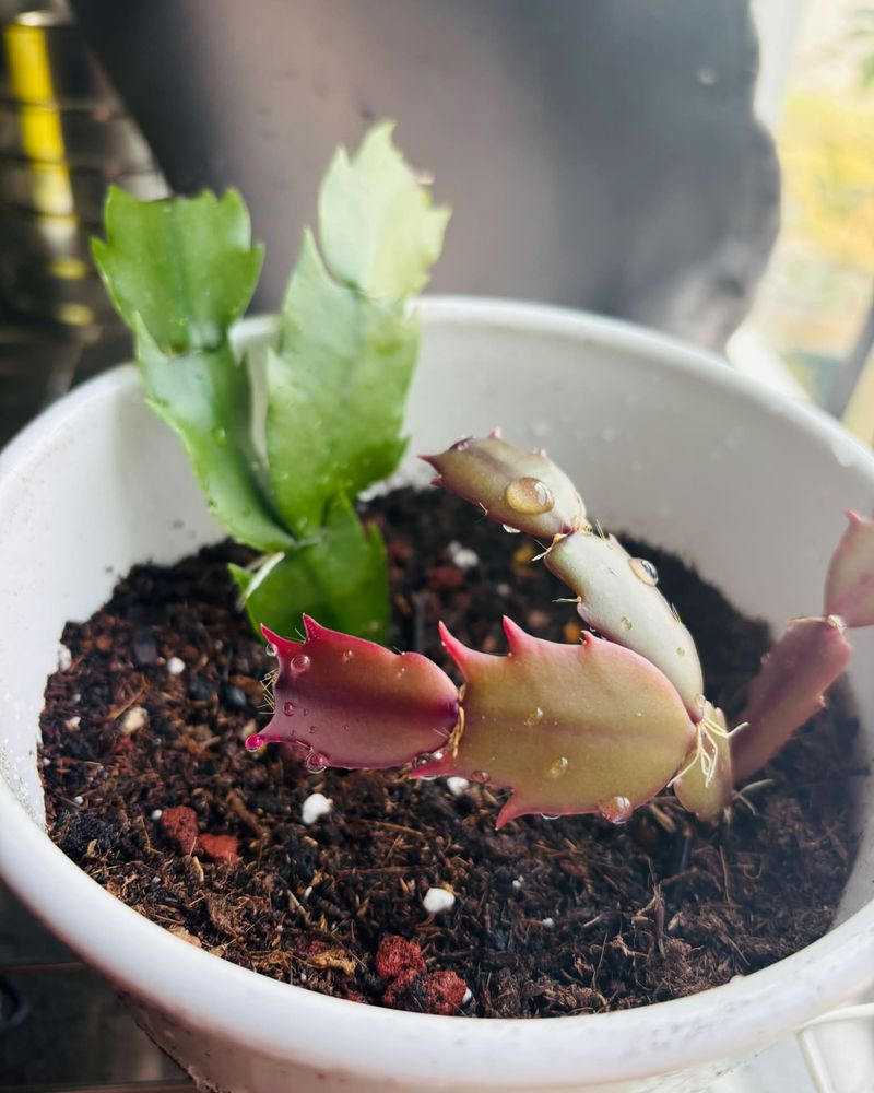 Give It Fresh Soil And A Snug New Pot