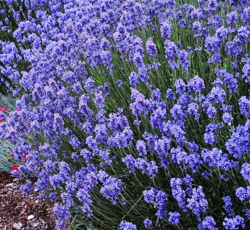 Give Lavender More Sun