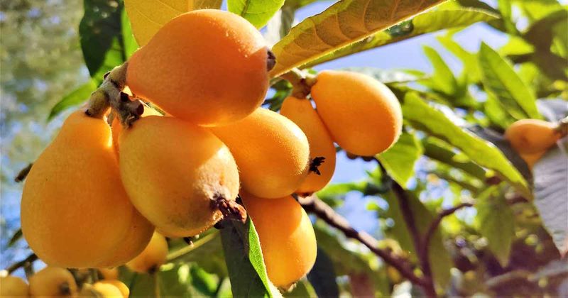 Give Loquat Full Sun For Better Fruit