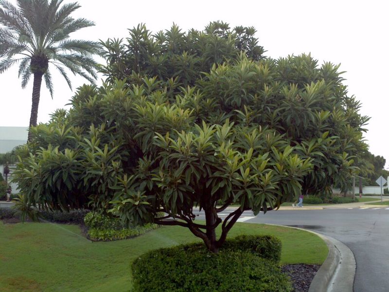 Give Loquat Room To Grow Without Taking Over