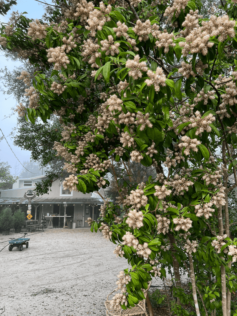 Give Marlberry Shade Where Other Shrubs Struggle