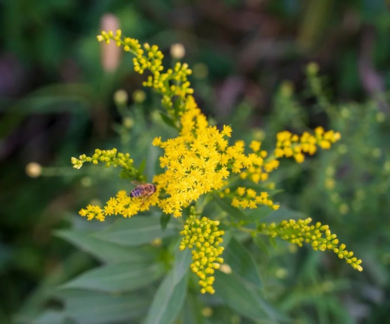 Give Migrating Pollinators One More Reliable Food Stop