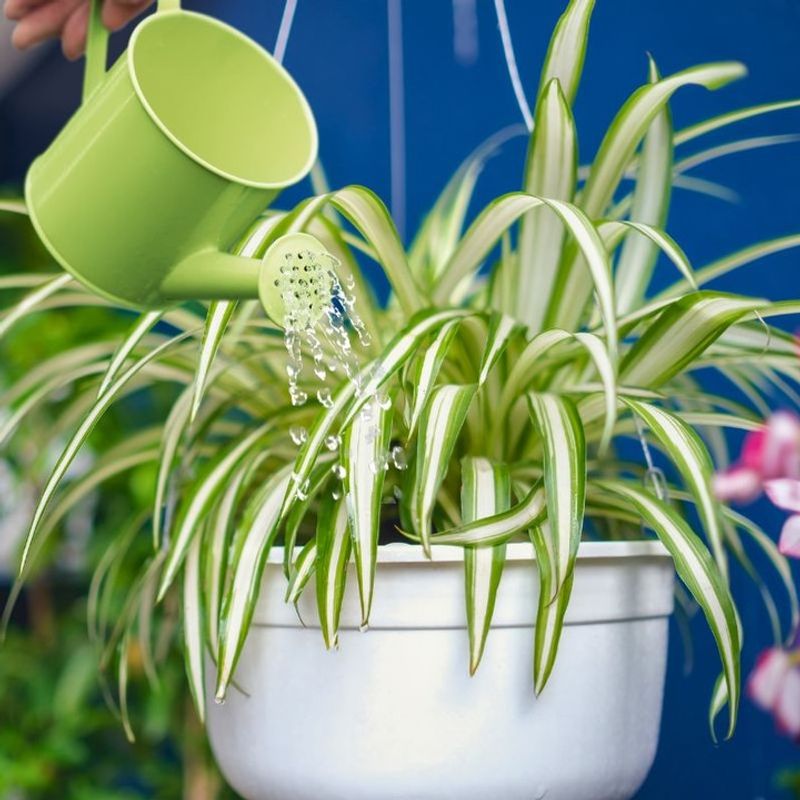 Give More Water During Active Growth Give More Water During Active Growth