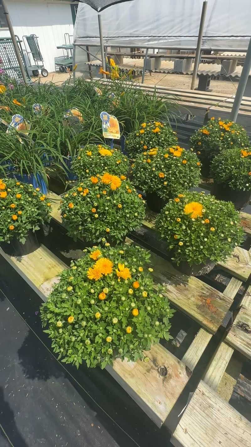 Give Mums Sun And Well-Drained Soil