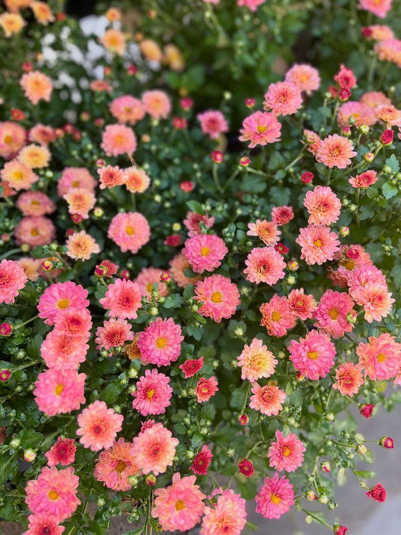 Give Mums The Right Growing Conditions