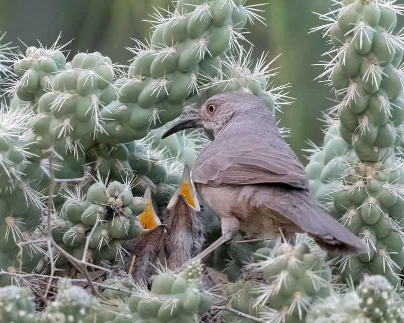 Give Nests and Young Birds Space