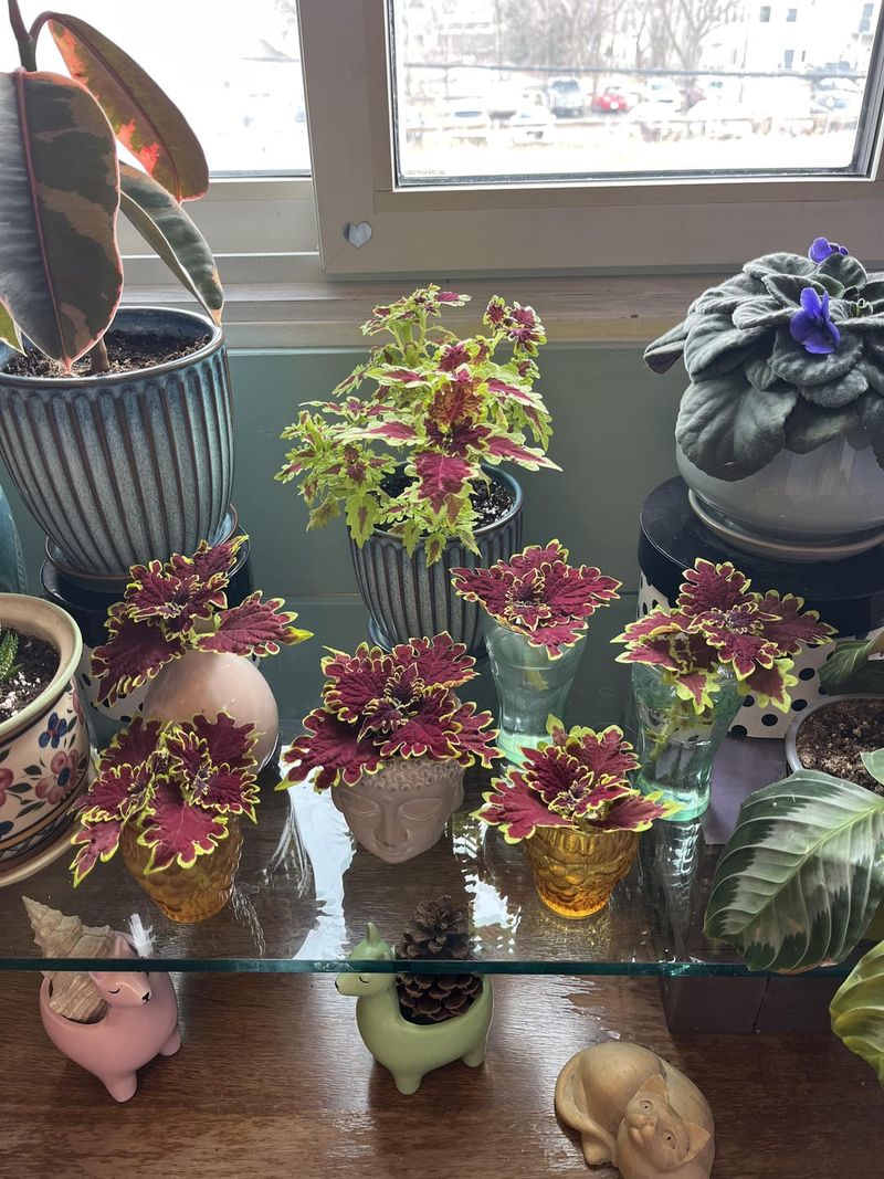 Give New Cuttings Bright, Indirect Light Give New Cuttings Bright, Indirect Light
