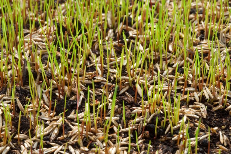 Give New Seed Good Soil Contact Give New Seed Good Soil Contact