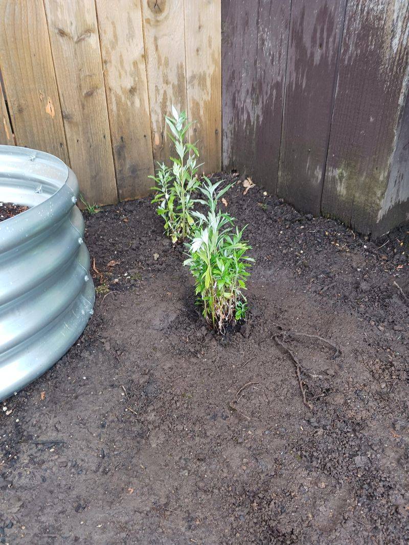 Give Newly Moved Plants Time To Grow New Roots Give Newly Moved Plants Time To Grow New Roots