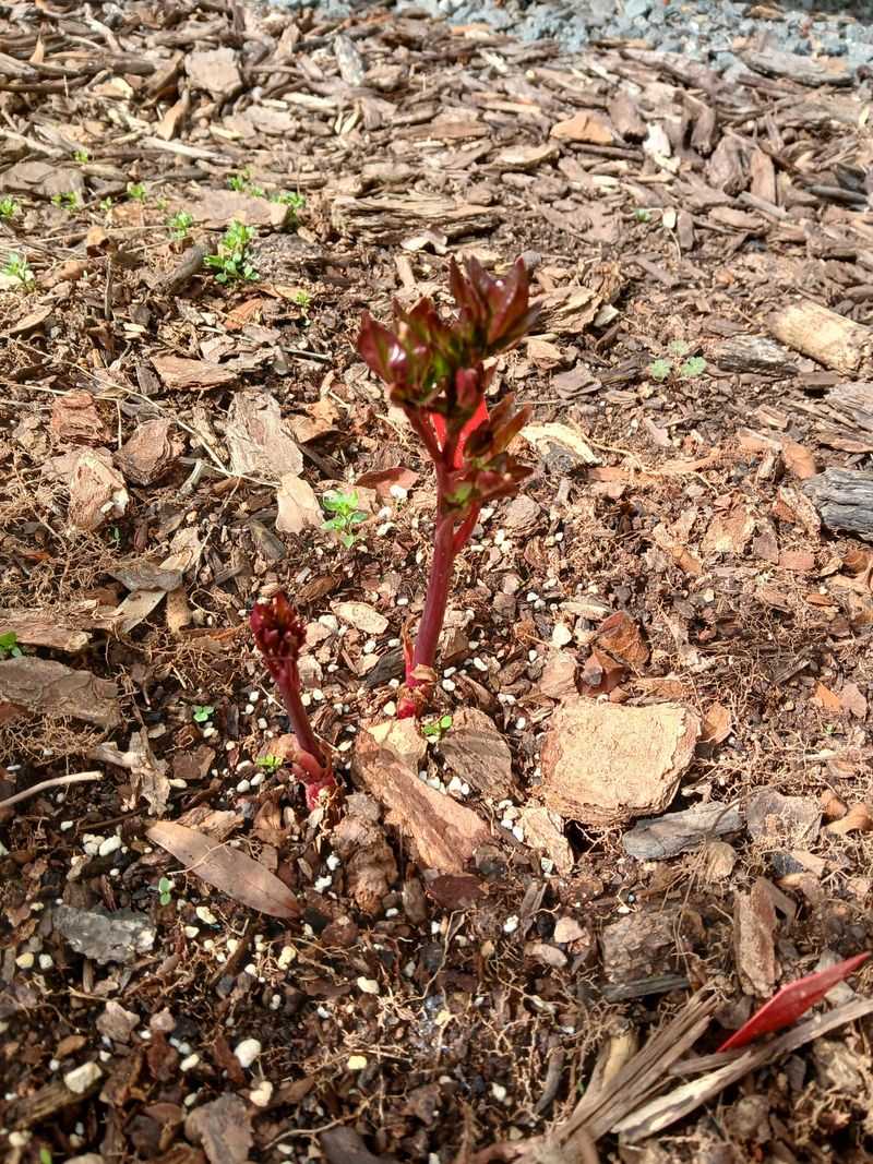 Give Newly Planted Peonies Time To Establish Before Winter
