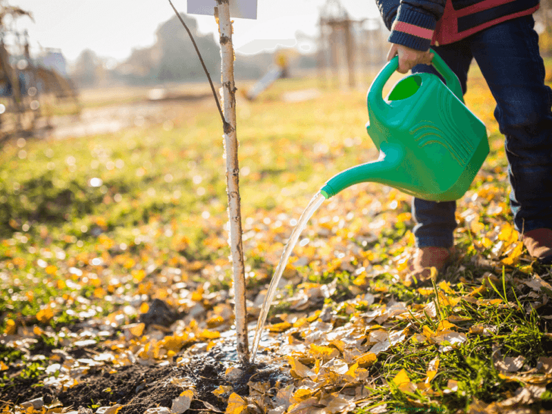 Give Newly Planted Roots A Thorough Watering Give Newly Planted Roots A Thorough Watering