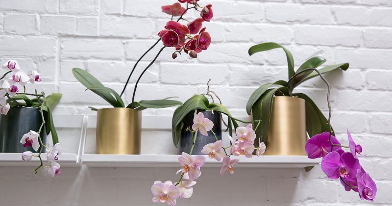 Give Orchids More Light As Seasons Change Give Orchids More Light As Seasons Change