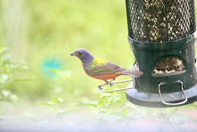 Give Painted Buntings A Safer Place To Refuel Give Painted Buntings A Safer Place To Refuel