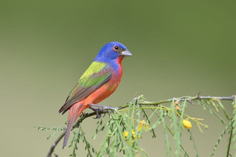 Give Painted Buntings Native Seed Before Another Feeder