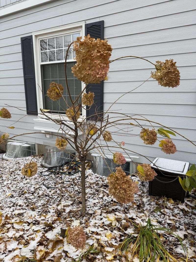 Give Panicle Hydrangeas The Pruning Schedule They Need