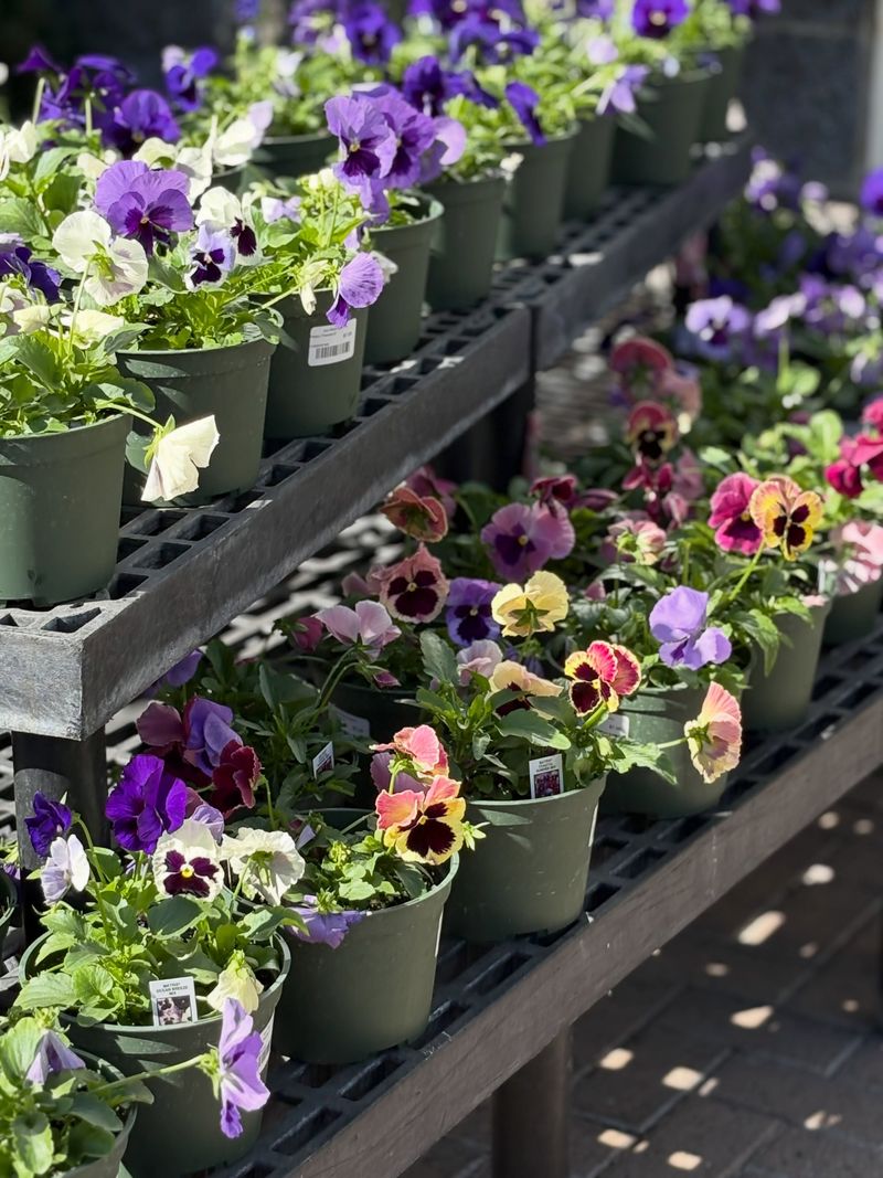 Give Pansies The Right Growing Conditions