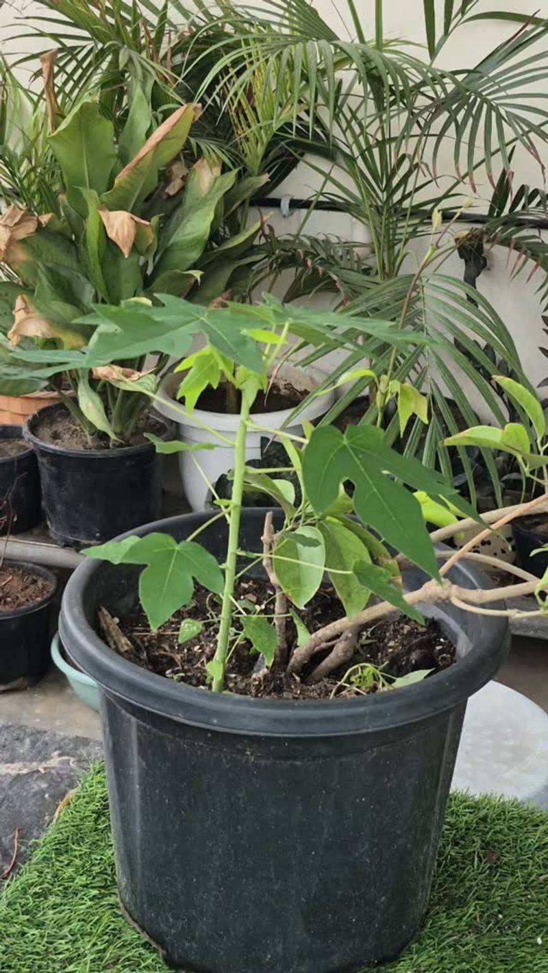 Give Papaya Roots Plenty Of Breathing Room Give Papaya Roots Plenty Of Breathing Room