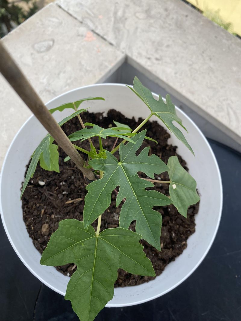 Give Papaya Warmth Before Anything Else Give Papaya Warmth Before Anything Else
