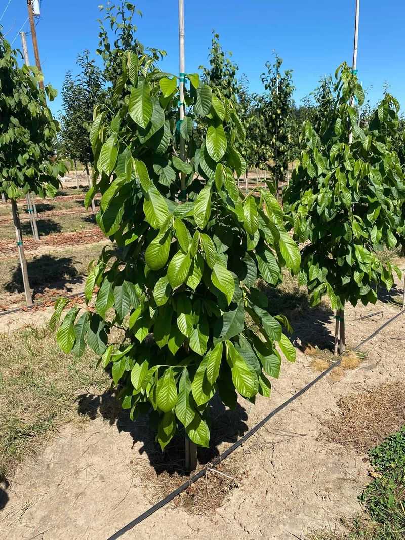 Give Pawpaw The Right Growing Conditions Give Pawpaw The Right Growing Conditions