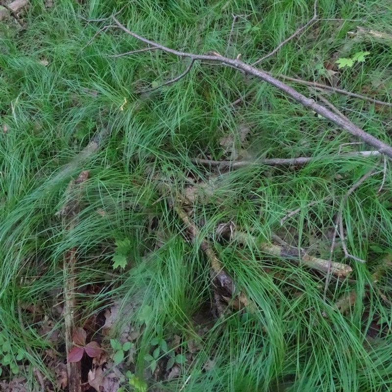 Give Pennsylvania Sedge The Right Conditions Give Pennsylvania Sedge The Right Conditions