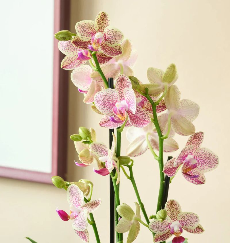 Give Phalaenopsis More Air Around Crowded Leaves