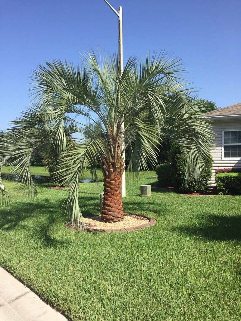 Give Pindo Palms Their Scheduled Fall Palm Fertilizer