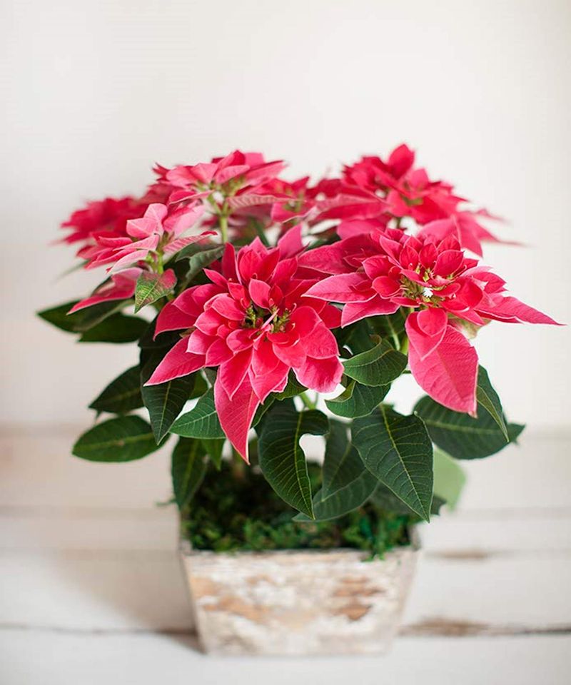 Give Poinsettias Bright Light After Summer Give Poinsettias Bright Light After Summer