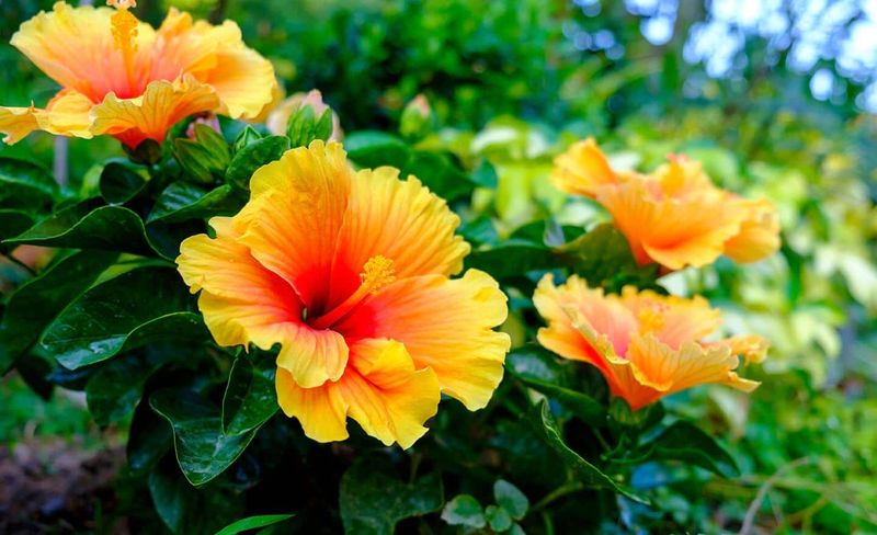 Give Pruned Hibiscus Enough Light To Rebuild Strong Growth