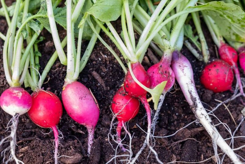 Give Radishes Loose Soil For Straight Roots Give Radishes Loose Soil For Straight Roots