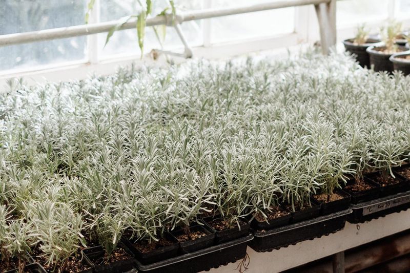Give Roots Time and Harden Plants Gradually