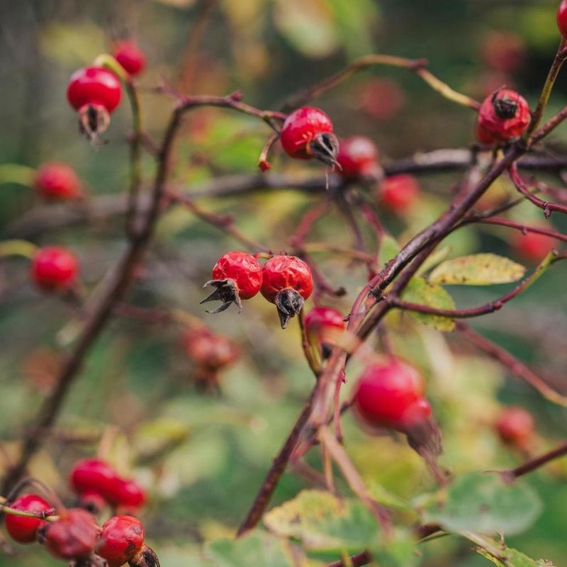 Give Rose Hips Room To Stand Through Winter