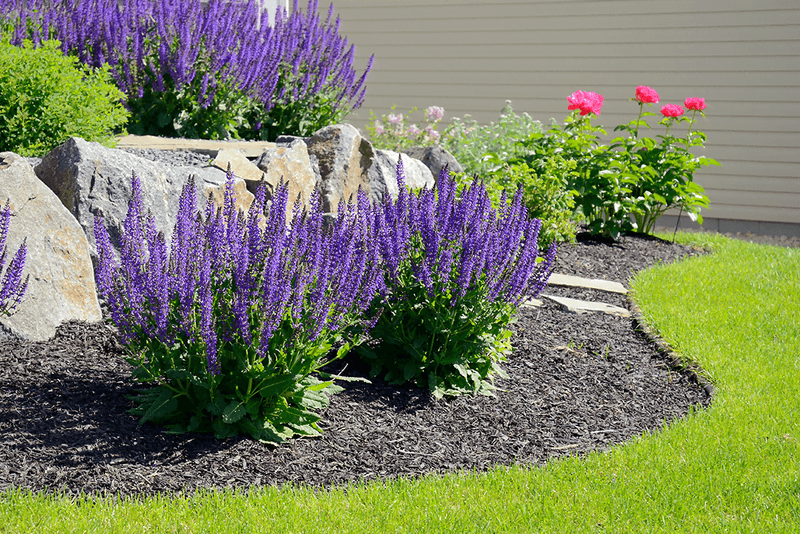 Give Salvia Plenty Of Sun