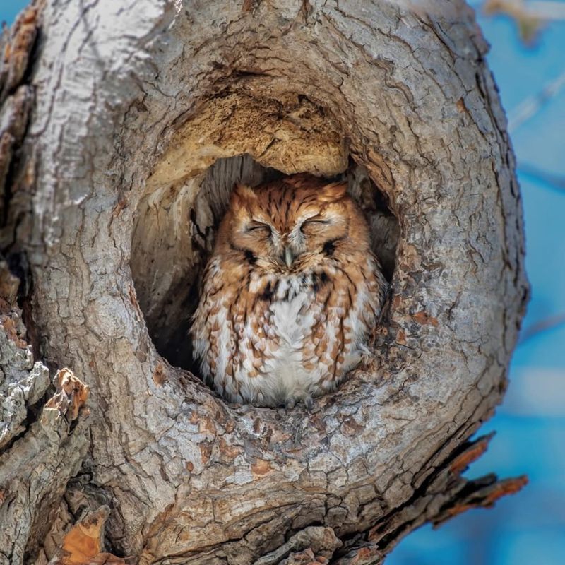 Give Screech-Owls Places To Roost