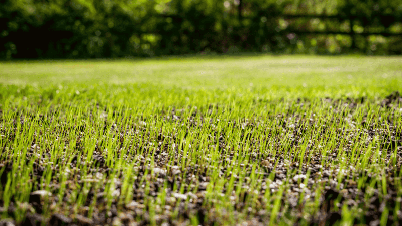 Give Seed The Soil Contact It Needs Give Seed The Soil Contact It Needs