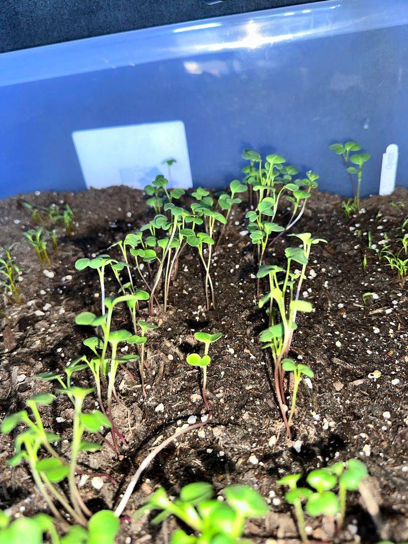 Give Seedlings Enough Light