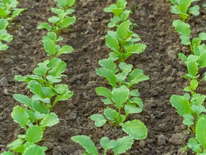Give Seedlings Time To Recover Give Seedlings Time To Recover