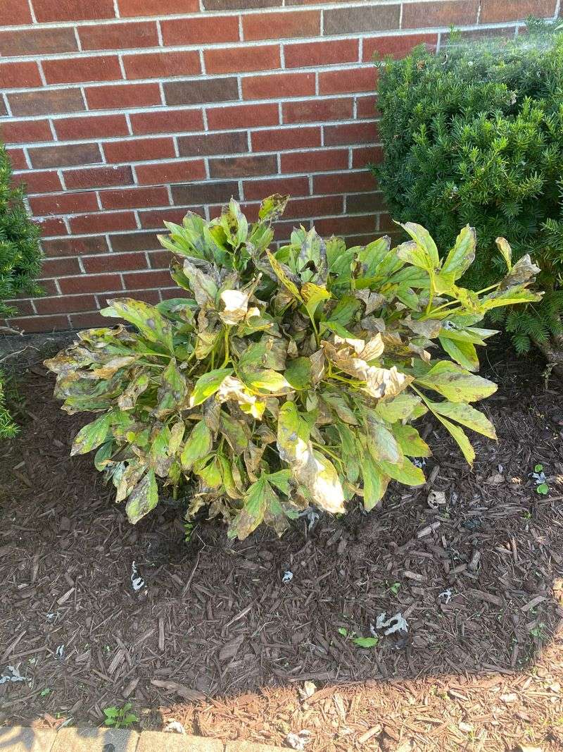 Give September Sunlight A Chance To Strengthen Peony Plants