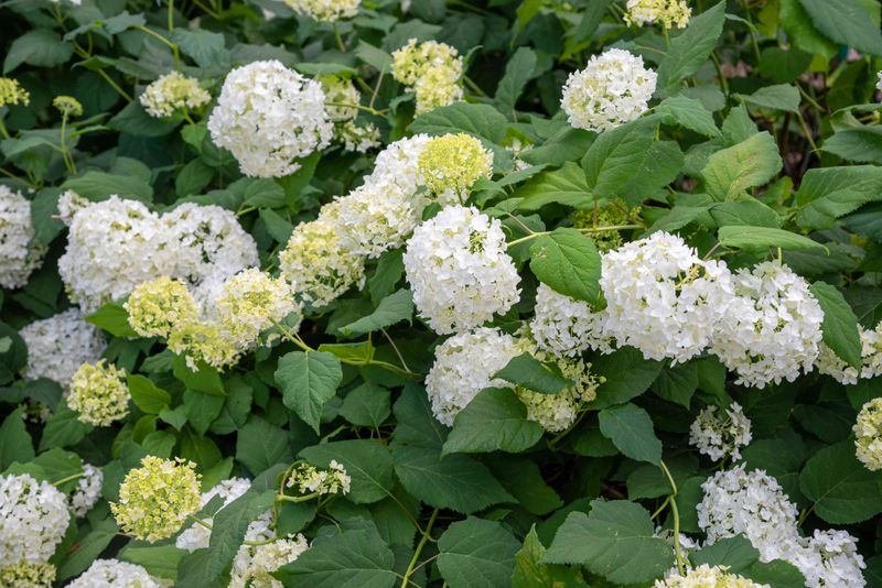 Give Smooth Hydrangeas More Pruning Flexibility