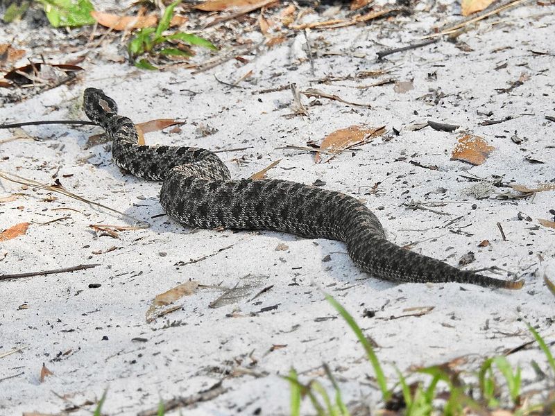 Give Snakes Space Instead Of Trying To Move Them