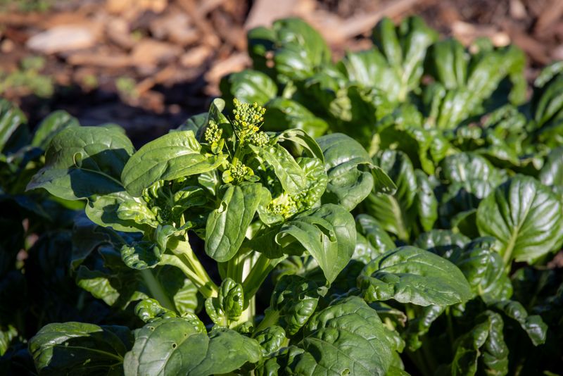Give Spinach A Late Summer Head Start