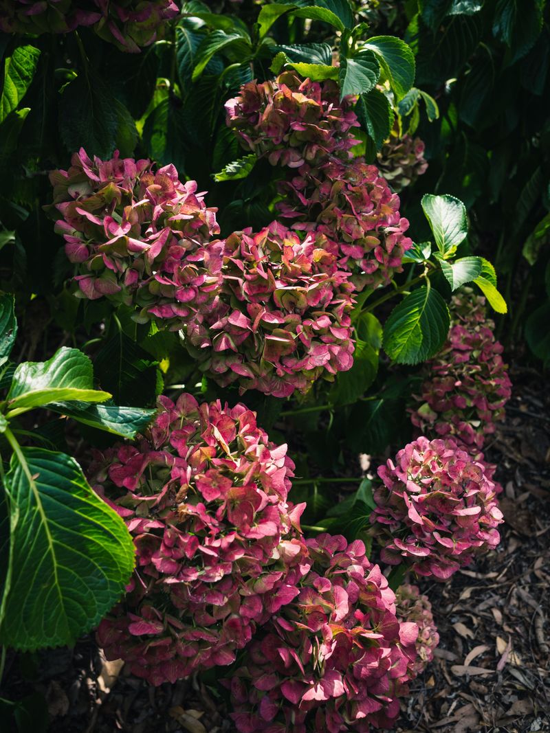 Give Stressed Shrubs Some Strategic Shade