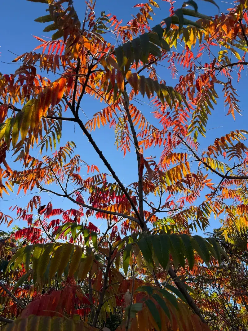 Give Sumac Plenty Of Sun For Bold Color