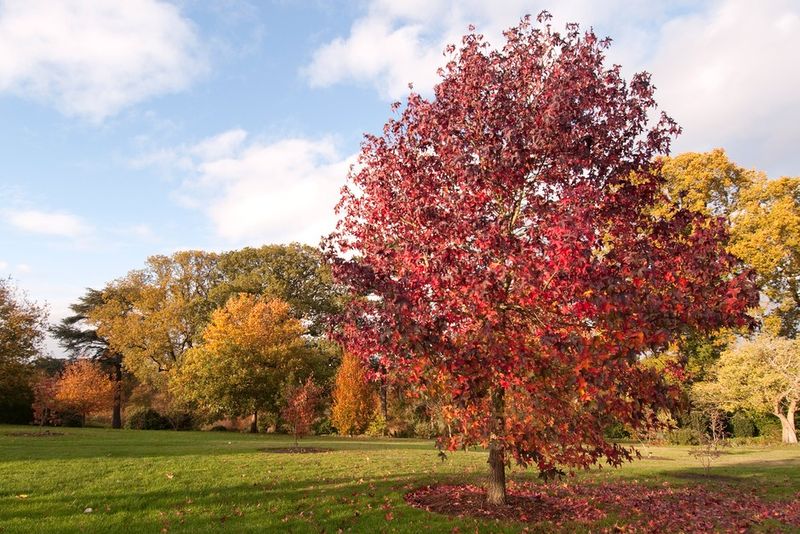 Give Sweetgum The Space A Shade Tree Needs