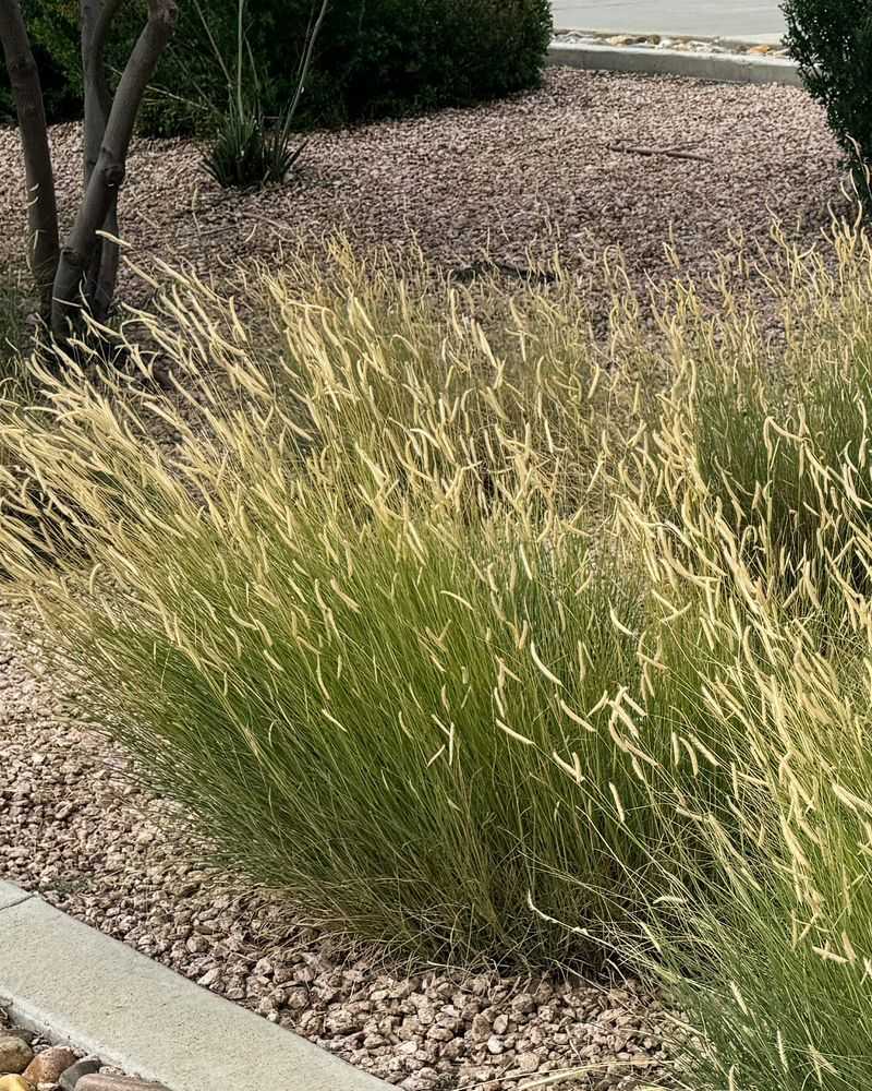 Give Texas Blue Grama The Right Growing Conditions Give Texas Blue Grama The Right Growing Conditions