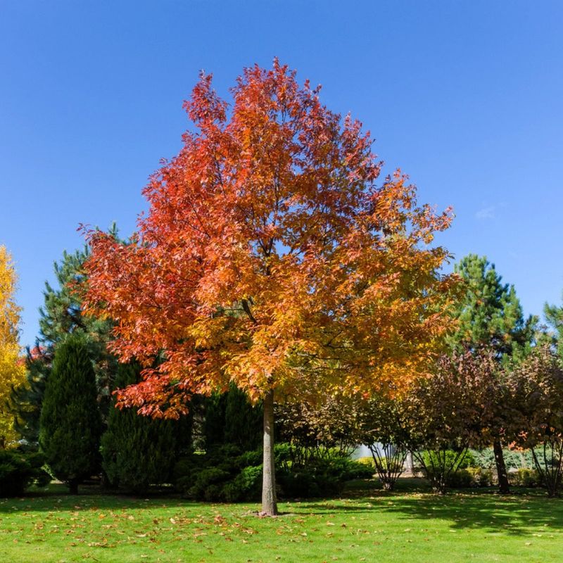 Give Texas Red Oak The Right Place To Grow