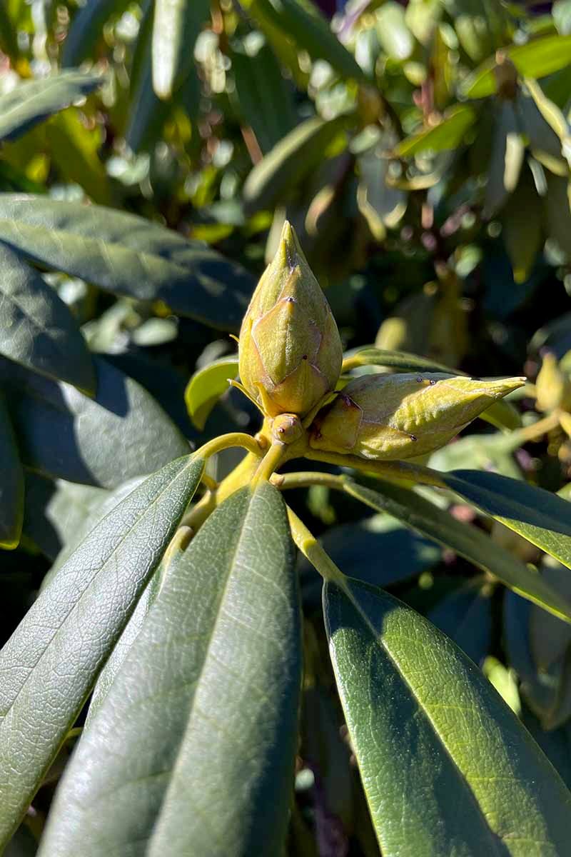 Give The Plant Enough Light For Bud Development Give The Plant Enough Light For Bud Development